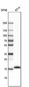 Interleukin 1 Receptor Antagonist antibody, NBP1-81616, Novus Biologicals, Western Blot image 