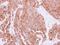 Hypoxanthine Phosphoribosyltransferase 1 antibody, LS-C185391, Lifespan Biosciences, Immunohistochemistry frozen image 