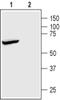 Potassium Two Pore Domain Channel Subfamily K Member 2 antibody, PA5-77605, Invitrogen Antibodies, Western Blot image 