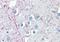 Proteolipid Protein 1 antibody, orb88520, Biorbyt, Immunohistochemistry paraffin image 