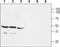 G Protein-Coupled Estrogen Receptor 1 antibody, PA5-77396, Invitrogen Antibodies, Western Blot image 