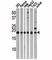 Microtubule Associated Protein 1 Light Chain 3 Gamma antibody, F46128-0.4ML, NSJ Bioreagents, Western Blot image 
