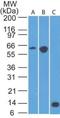 C-C Motif Chemokine Receptor Like 2 antibody, NBP2-25224, Novus Biologicals, Western Blot image 