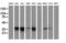 Microtubule Associated Protein RP/EB Family Member 2 antibody, LS-C172982, Lifespan Biosciences, Western Blot image 