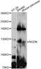 Heat-stable enterotoxin receptor antibody, abx125921, Abbexa, Western Blot image 