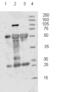 SEL1L Adaptor Subunit Of ERAD E3 Ubiquitin Ligase antibody, ALX-804-579-C100, Enzo Life Sciences, Western Blot image 