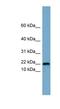 Proline Rich 13 antibody, NBP1-55411, Novus Biologicals, Western Blot image 