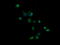 Granzyme B antibody, M00353, Boster Biological Technology, Immunofluorescence image 