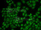 Karyopherin Subunit Alpha 1 antibody, A1742, ABclonal Technology, Immunofluorescence image 