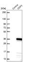 Outer Dense Fiber Of Sperm Tails 3 antibody, NBP1-90614, Novus Biologicals, Western Blot image 