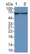 Calcium/Calmodulin Dependent Protein Kinase II Gamma antibody, LS-C691169, Lifespan Biosciences, Western Blot image 