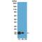Histone Cluster 4 H4 antibody, M14495-7, Boster Biological Technology, Western Blot image 