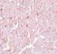 Nuclear Receptor Subfamily 1 Group H Member 3 antibody, NBP1-77106, Novus Biologicals, Immunohistochemistry frozen image 