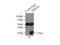 High Mobility Group Box 1 antibody, 10829-1-AP, Proteintech Group, Immunoprecipitation image 