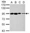 Oxysterol Binding Protein Like 9 antibody, NBP2-19639, Novus Biologicals, Western Blot image 