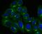 Golgi Reassembly Stacking Protein 1 antibody, A05896, Boster Biological Technology, Immunocytochemistry image 