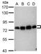 Cytoplasmic Polyadenylation Element Binding Protein 4 antibody, PA5-32039, Invitrogen Antibodies, Western Blot image 