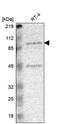 RPA1 Related Single Stranded DNA Binding Protein, X-Linked antibody, PA5-51478, Invitrogen Antibodies, Western Blot image 
