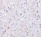 SCO Cytochrome C Oxidase Assembly Protein 1 antibody, 4043, ProSci, Immunohistochemistry paraffin image 