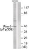 Pim-1 Proto-Oncogene, Serine/Threonine Kinase antibody, 79-800, ProSci, Western Blot image 