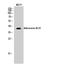 Adenosine receptor A3 antibody, A07112, Boster Biological Technology, Western Blot image 