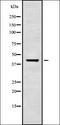 G protein-activated inward rectifier potassium channel 1 antibody, orb378318, Biorbyt, Western Blot image 