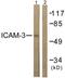 Intercellular Adhesion Molecule 3 antibody, LS-C117849, Lifespan Biosciences, Western Blot image 