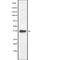 RAD51 Recombinase antibody, abx218152, Abbexa, Western Blot image 