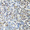 CD3 antibody, 16-973, ProSci, Immunohistochemistry frozen image 