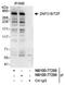 Zinc Finger Protein 318 antibody, NB100-77288, Novus Biologicals, Immunoprecipitation image 