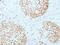DNA Topoisomerase II Alpha antibody, 33-789, ProSci, Immunohistochemistry paraffin image 