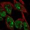 Myosin Binding Protein H antibody, NBP2-57149, Novus Biologicals, Immunofluorescence image 