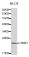 Teratocarcinoma-Derived Growth Factor 1 antibody, abx000988, Abbexa, Western Blot image 