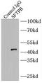 Surfactant Protein B antibody, FNab07797, FineTest, Immunoprecipitation image 