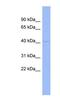 Mitochondrial ribonuclease P protein 1 antibody, NBP1-57362, Novus Biologicals, Western Blot image 