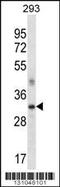 Secreted Frizzled Related Protein 2 antibody, 56-366, ProSci, Western Blot image 