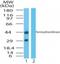 Farnesyltransferase, CAAX Box, Alpha antibody, NB100-56500, Novus Biologicals, Western Blot image 