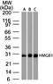 High Mobility Group Box 1 antibody, NBP2-27401, Novus Biologicals, Western Blot image 