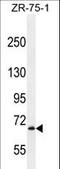 Leucine-rich repeat neuronal protein 3 antibody, LS-C165893, Lifespan Biosciences, Western Blot image 