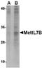 Methyltransferase Like 7B antibody, orb75097, Biorbyt, Western Blot image 