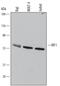 Interferon Regulatory Factor 1 antibody, MAB4830, R&D Systems, Western Blot image 