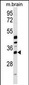 Methyltransferase Like 6 antibody, PA5-72062, Invitrogen Antibodies, Western Blot image 