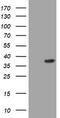 Phosphatidylinositol-4-Phosphate 3-Kinase Catalytic Subunit Type 2 Alpha antibody, TA801653AM, Origene, Western Blot image 