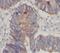 StAR-related lipid transfer protein 7, mitochondrial antibody, FNab08292, FineTest, Immunohistochemistry frozen image 