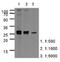 Apolipoprotein A1 antibody, LS-B8966, Lifespan Biosciences, Western Blot image 