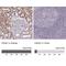 Fumarylacetoacetate Hydrolase Domain Containing 1 antibody, NBP2-58743, Novus Biologicals, Immunohistochemistry paraffin image 