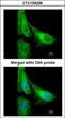 ArfGAP With GTPase Domain, Ankyrin Repeat And PH Domain 1 antibody, GTX106298, GeneTex, Immunocytochemistry image 