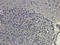 Proopiomelanocortin antibody, orb372332, Biorbyt, Immunohistochemistry paraffin image 