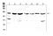Ring Finger Protein 31 antibody, A04457-3, Boster Biological Technology, Western Blot image 