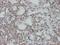 Checkpoint with forkhead and RING finger domains protein antibody, H00055743-M01, Novus Biologicals, Immunohistochemistry frozen image 